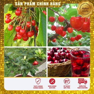 Hạt Giống Quả Cherry(Anh Đào)10 hạt
