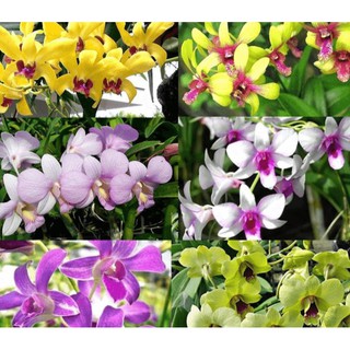 Chậu cây lan dendro màu nắng cây tơ sắp hoa - Giao cây có màu hoa ngẫu nhiên