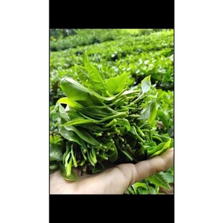 Trà xanh đặc sản Thái Nguyên