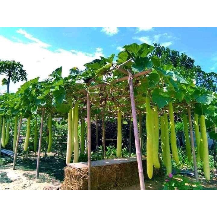 Hạt giống bầu sao siêu dài  bầu sai quê KNS318 - 10 hạt