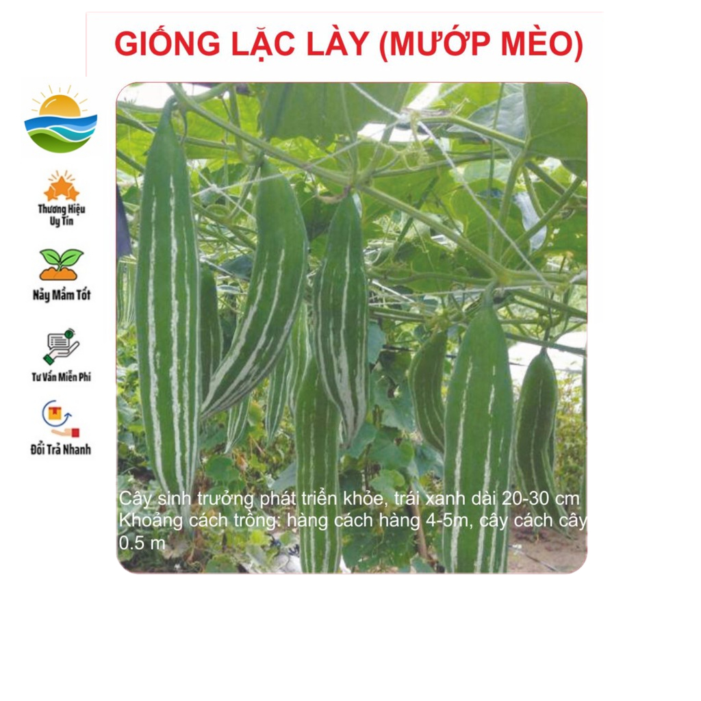 Hạt Giống Lặc Lày (Mướp Nhật) 10 Hạt