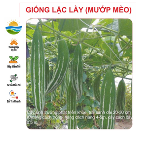 Hạt giống lặc lày 10 hạt
