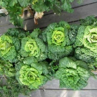 Cải thảo thần tài .giongcaynhap