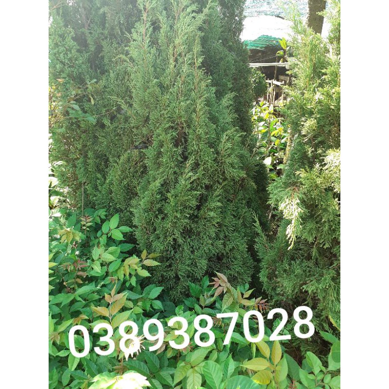 Cây tùng kim,tùng tháp,cao 1m trỡ lên