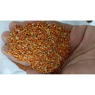 Hạt kê vàng 1kg