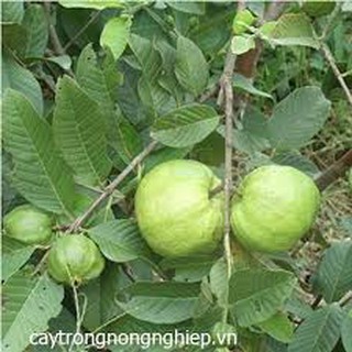 CÂY GIỐNG ỔI NỮ HOÀNG SIÊU NGON SIÊU QUẢ- CAM KÊT GIỐNG CHUẨN F1