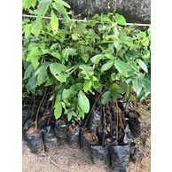 Cây Hoa Muồng Hoàng Yến