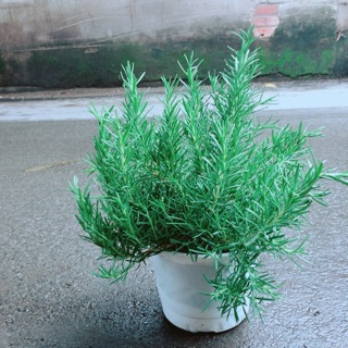 Chậu Hương Thảo Size Đại