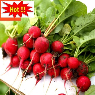 Hạt giống Củ cải đỏ Đức
