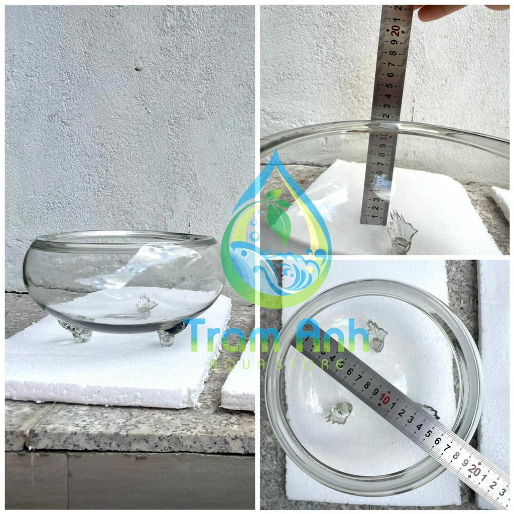 (CHỈ GIAO HỎA TỐC ) Bể thủy tinh tròn - hồ cá bầu tròn - siêu trong hàng nhập - terrarium - tiểu cảnh để bàn