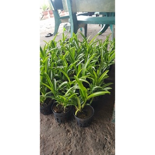 Pensoda trưởng thành hoa thơm