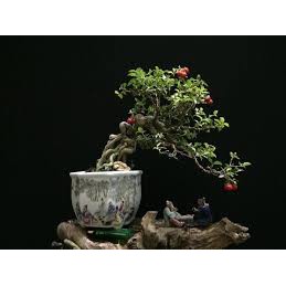 HỒNG NGỌC MAI CÂY SIÊU LỚN