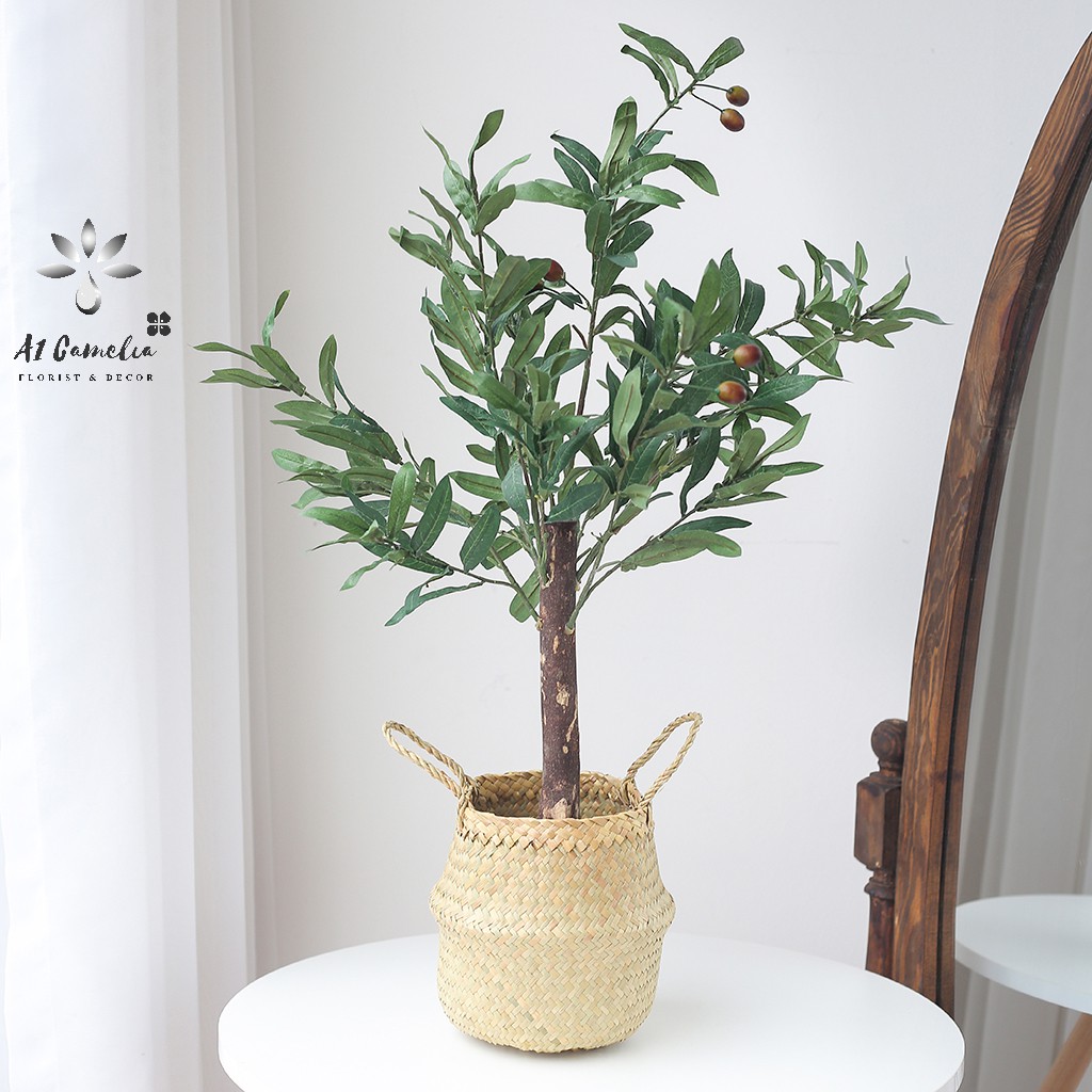 Cây Decor - Cây Oliu Camelia + Tặng Kèm Giỏ Decor Cao Cấp, Chiều Cao 0,8m, Chất Liệu Lá Không Bám Bẩn,Quả Oliu Như Hình