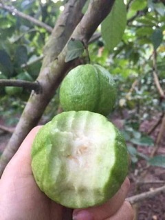 Cây giống ổi găng