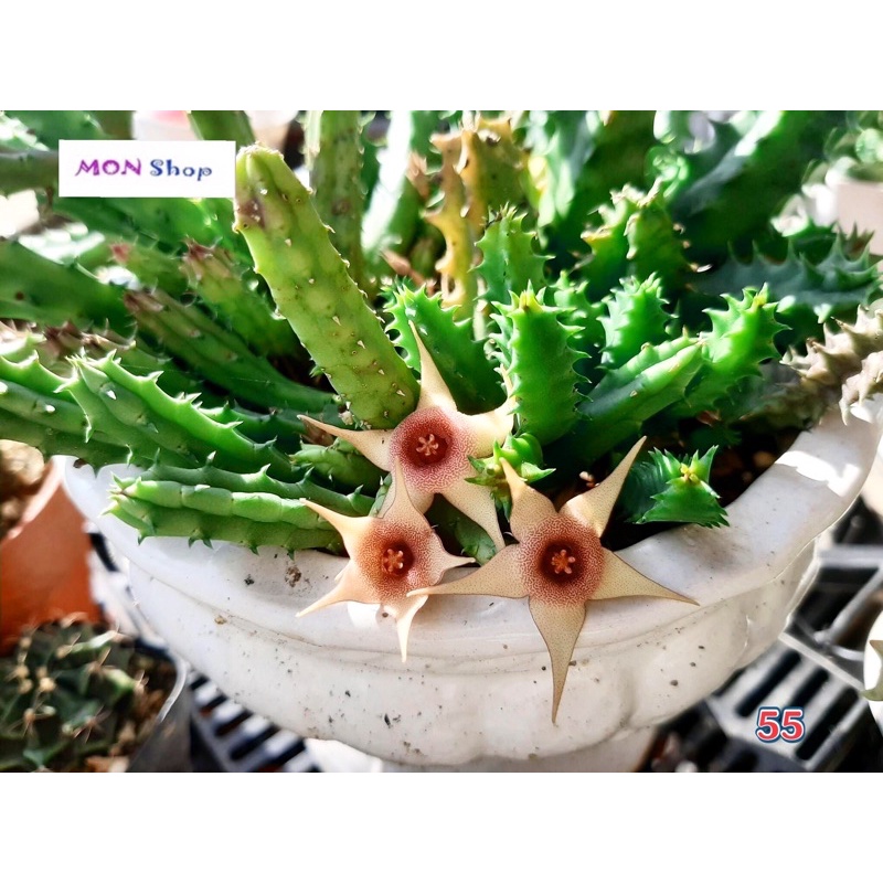 Xương rồng sao biển hoa năm cánh nhuỵ hồng dễ thương