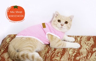 ❌ Áo cotton kẻ ngang Classic