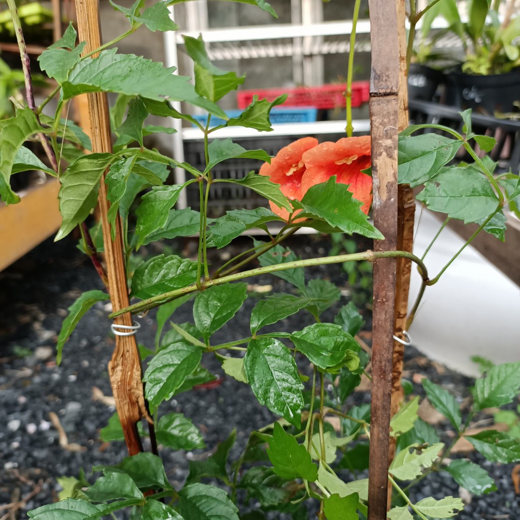 Cây đăng tiêu leo giàn chống nắng - Cây leo có hoa chùm - Campsis grandiflora - Trang Flower