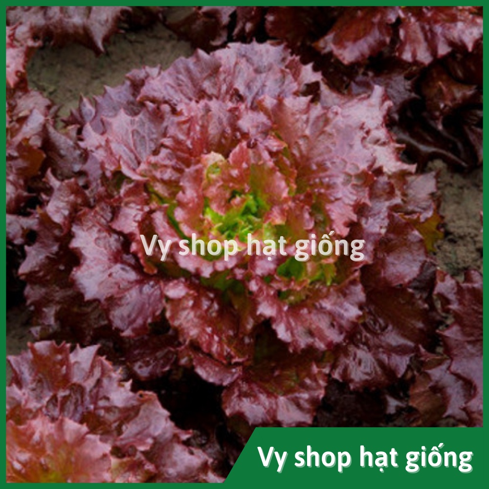 Hạt giống rau xà lách Red batavia Thái Lan gói 300 hạt
