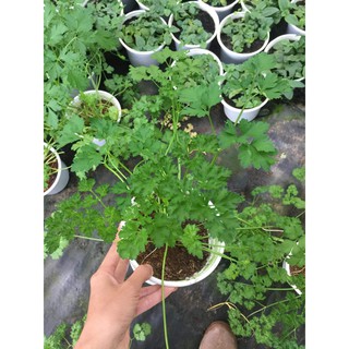 Cây ngò tây Parsley