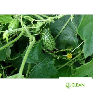 Hạt giống Dưa hấu tí hon (10 hạt)