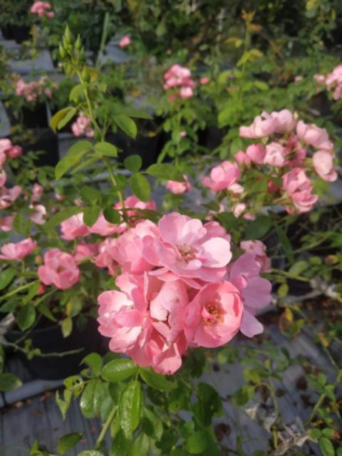 Hồng leo ngoại Angela