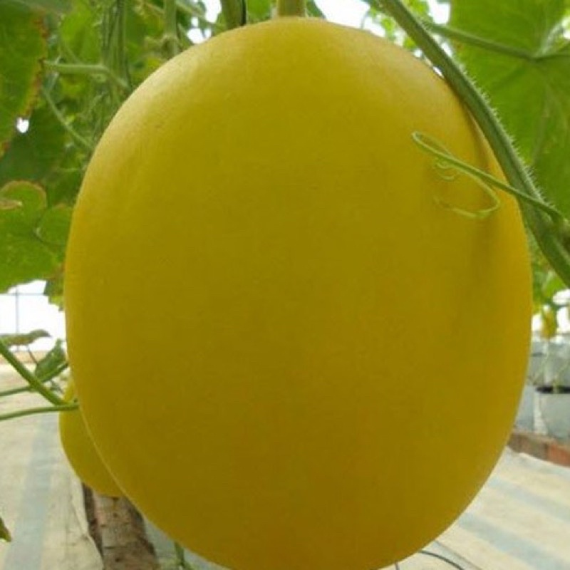 Hạt giống dưa vàng kim cô nương cao sản F1
