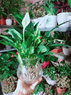 Chậu Cây Lan Ý Thuỷ Sinh (có kèm chậu thuỷ tinh)