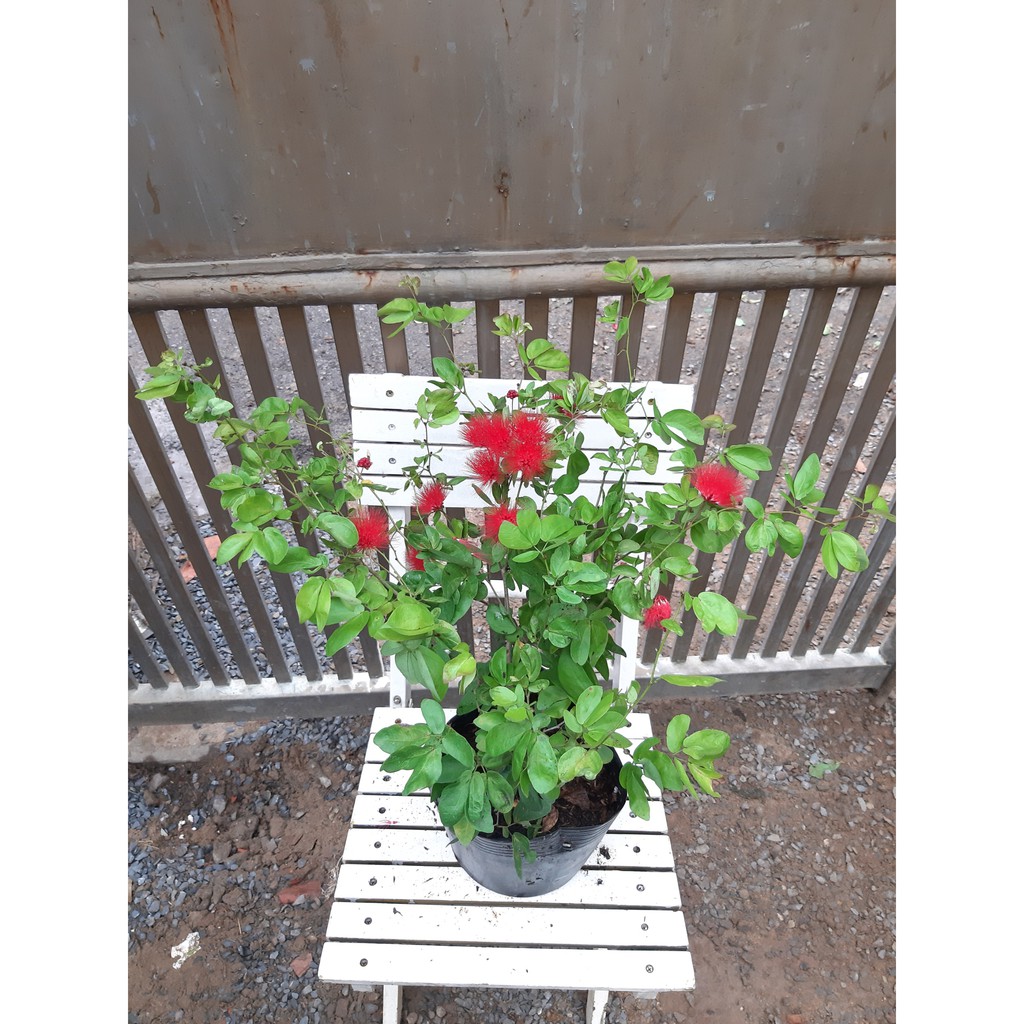 Cây kiều hùng 40-50cm chưa hoa(chỉ giao hỏa tốc HCM)