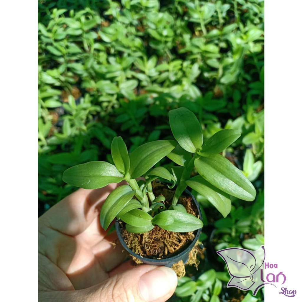 Lan Phi Điệp 🎁Mua 3 Tặng 1🎁 5 Cánh Trắng Bạch Tuyết