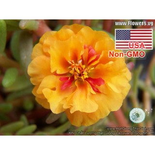 0.1GR 890.HẠT Hạt Giống Hoa Mười Giờ Mỹ Kép Cam (| -KD: B9*V23)