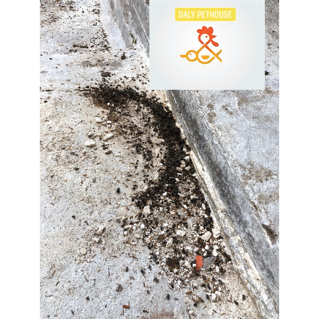 Thuốc Diệt ruồi