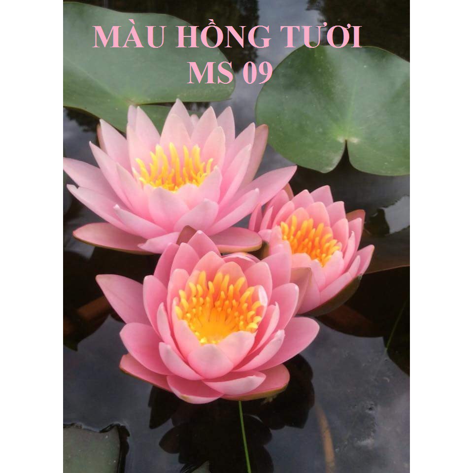 Combo 4 cây to Hoa Súng Thái Lan mix màu CB2