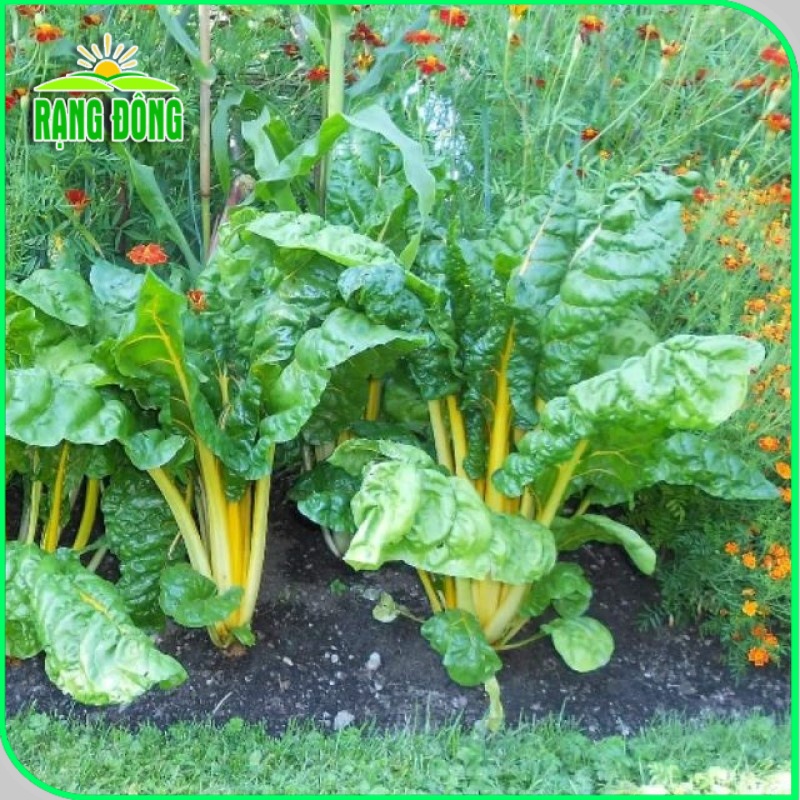 Hạt giống Cải Cầu Vồng Vàng (Cải Cầu Vòng) dễ trồng, sinh trưởng tốt (gói 10gr) - Hạt giống Rạng Đông