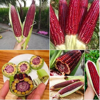 Hạt giống ngô Nữ Hoàng đỏ ( ngô ngọt đỏ ) 1 gói 5gr