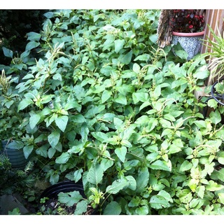 Hạt giống rau dền cơm - Gói 10gram