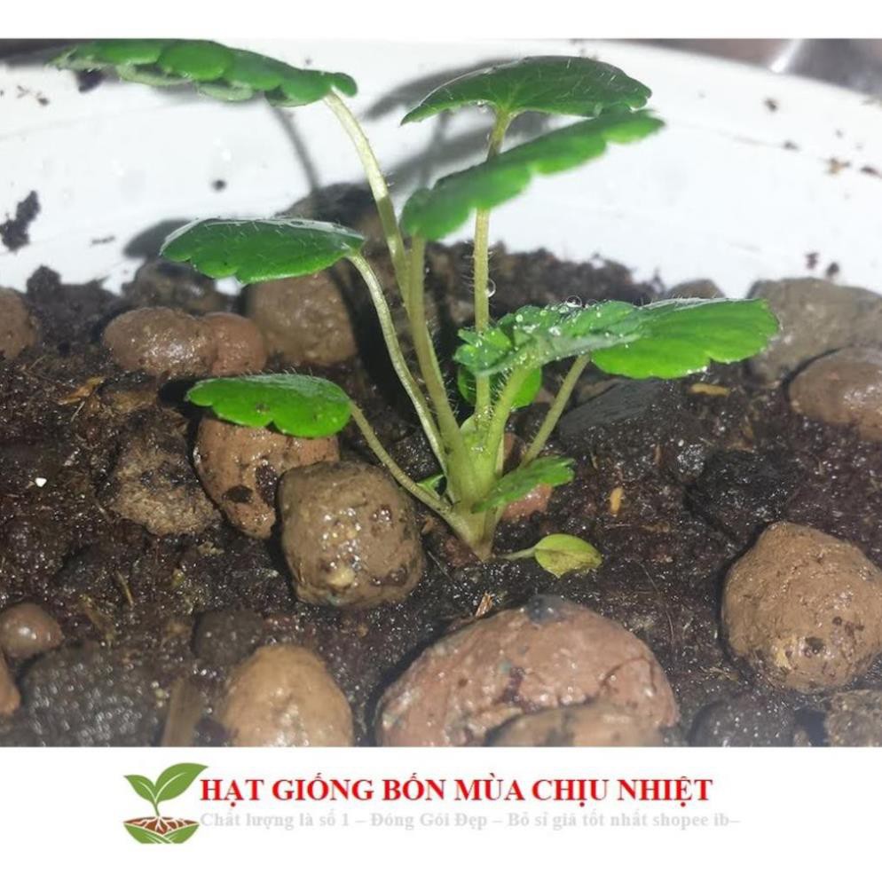 Gói 50 Hạt giống Dâu tây Đen Chịu Nhiệt (tặng gói kích nẩy mầm và hướng dẫn gieo hạt) ĐẾN MÙA TRỒNG TẾT