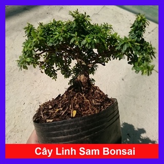 Cây Linh Sam Bonsai - cây cảnh bonsai - caykiengsadec