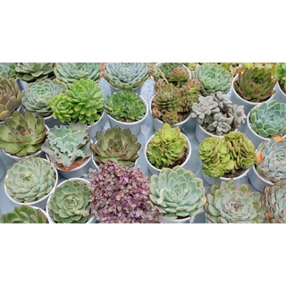 COMBO 5 SEN ĐÁ SIÊU PHẨM SIZE TRUNG-LỚN 10-13 CM (SIÊU DỄ TRỒNG, ĐÃ THUẦN KHÍ HẬU)