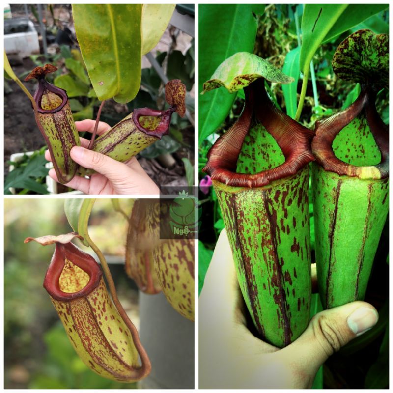 Nắp ấm gothica