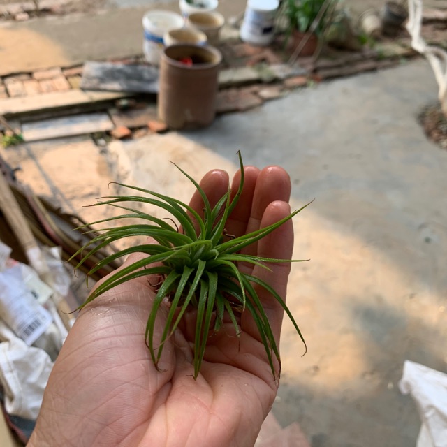 Cây không khí(Tillandsia )