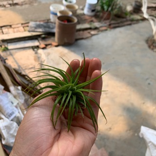 Cây không khí(Tillandsia )