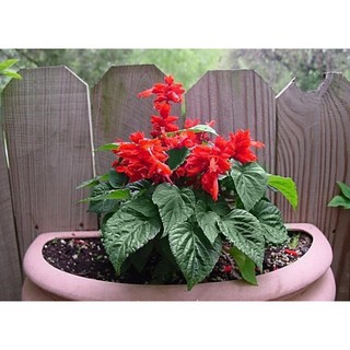 Hạt Giống Hoa Xác Pháo Đỏ (50 Hạt) - MUA 3 TẶNG 1 CÙNG LOẠI