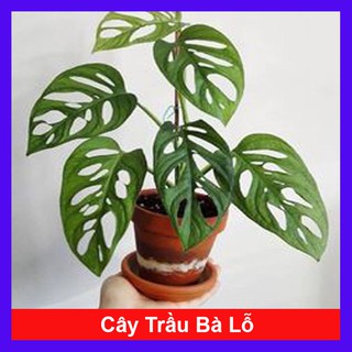 Cây trầu bà lỗ - cây cảnh để bàn