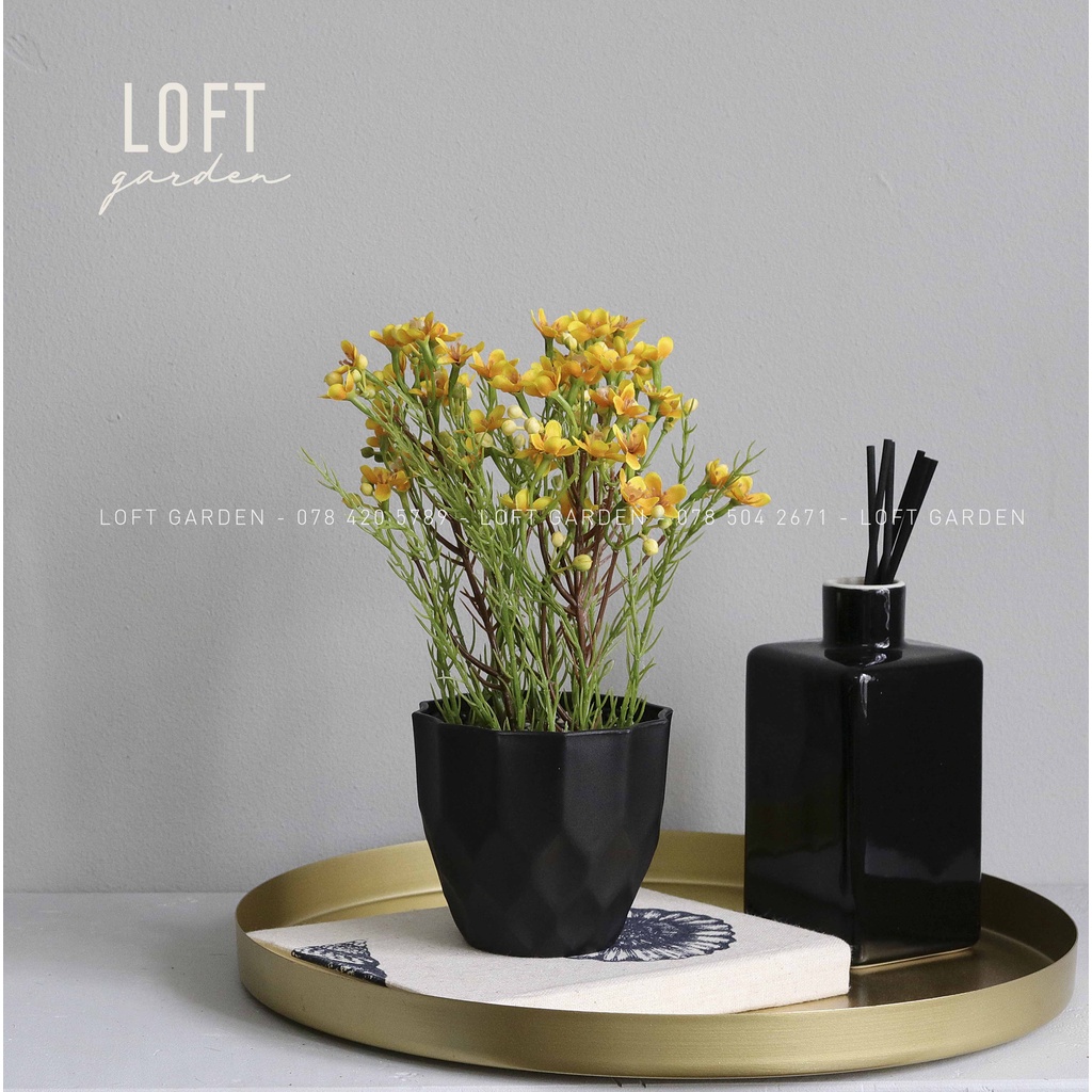 Loft Garden_Chậu hoa Thanh Liễu Vàng để bàn