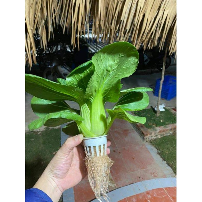Dung dịch thủy canh Hydrolindo cặp 2lit cho rau ăn lá