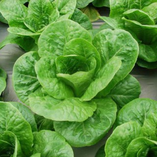 Hạt Giống Xà Lách Romaine 2gr