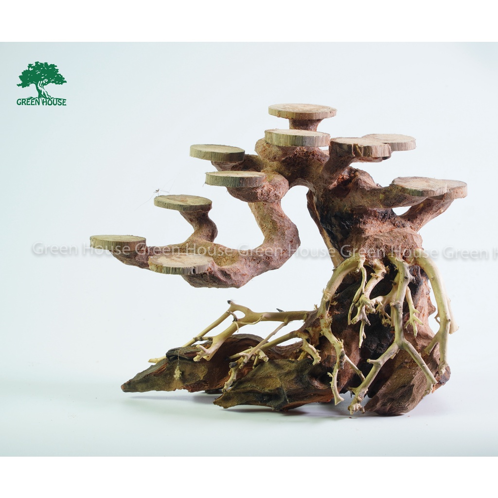 Lũa Bonsai, Lũa thủy sinh dùng trang trí hồ cá cảnh, hồ thủy sinh, văn phòng, nhà cửa- NHÀ XANH