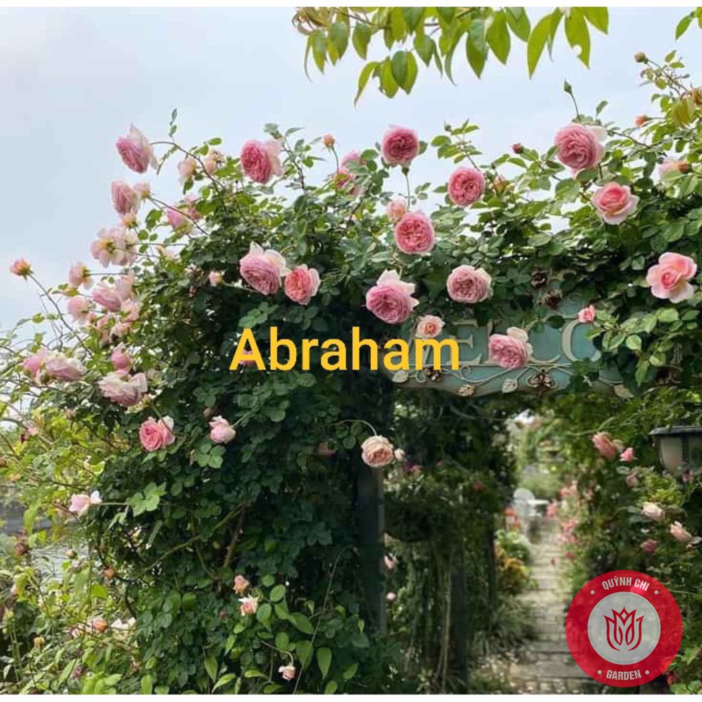 Cành Chiết Hồng Leo Ngoại Abraham Cành Chiết Hoa Hồng