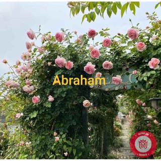 Cành Chiết Hồng Leo Ngoại Abraham Cành Chiết Hoa Hồng