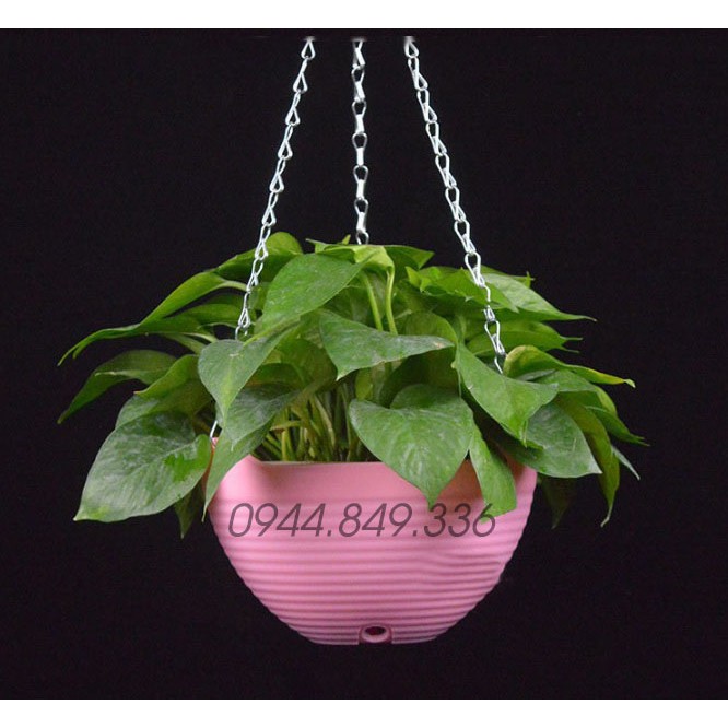 Combo chậu treo 6 màu 6 chậu